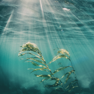 Seaweed Skin Care