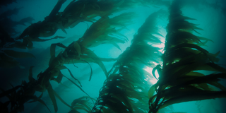 The Incredible Benefits of Seaweed